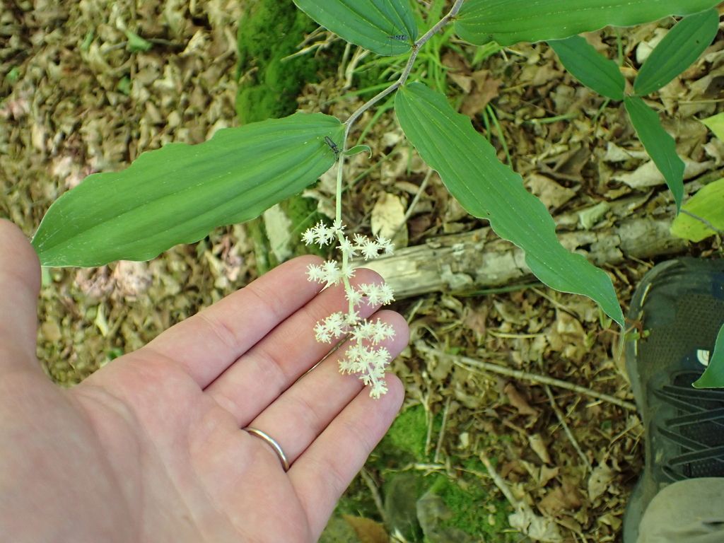 Solomon's plume (false Solomon's seal) (Maianthemum racemosum)
