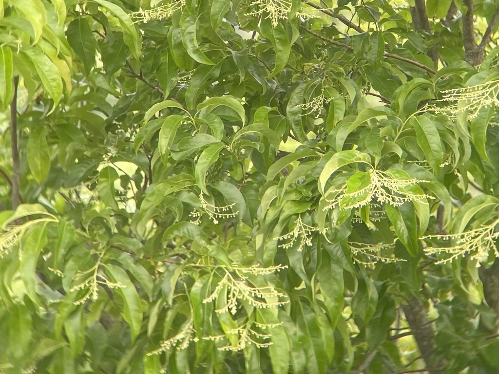Sourwood (Oxydendrum arboreum)