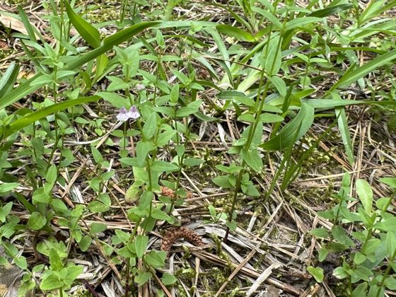 South American skullcap (Scutellaria racemosa)