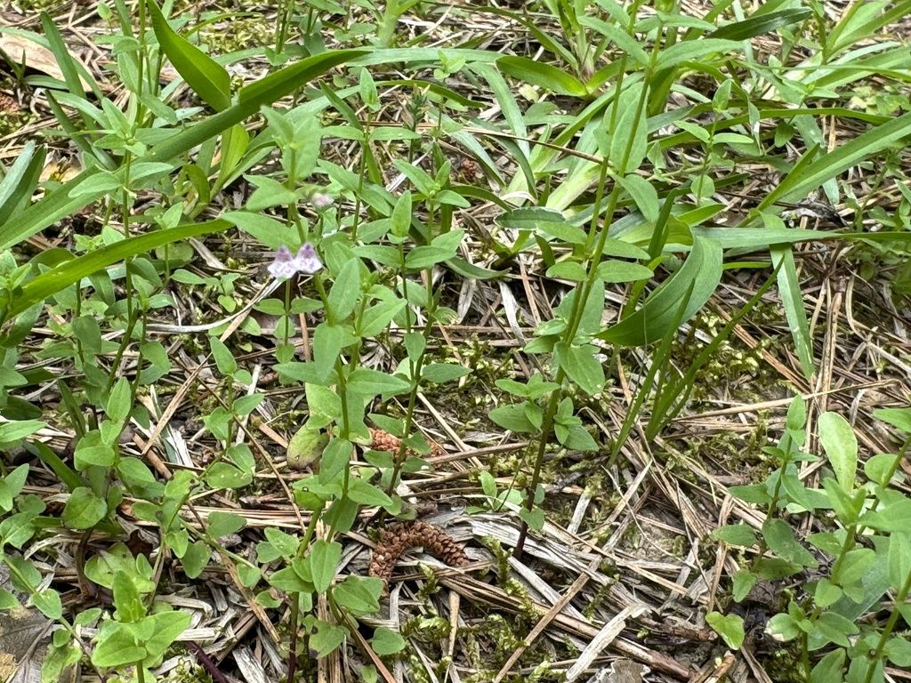 South American skullcap (Scutellaria racemosa)
