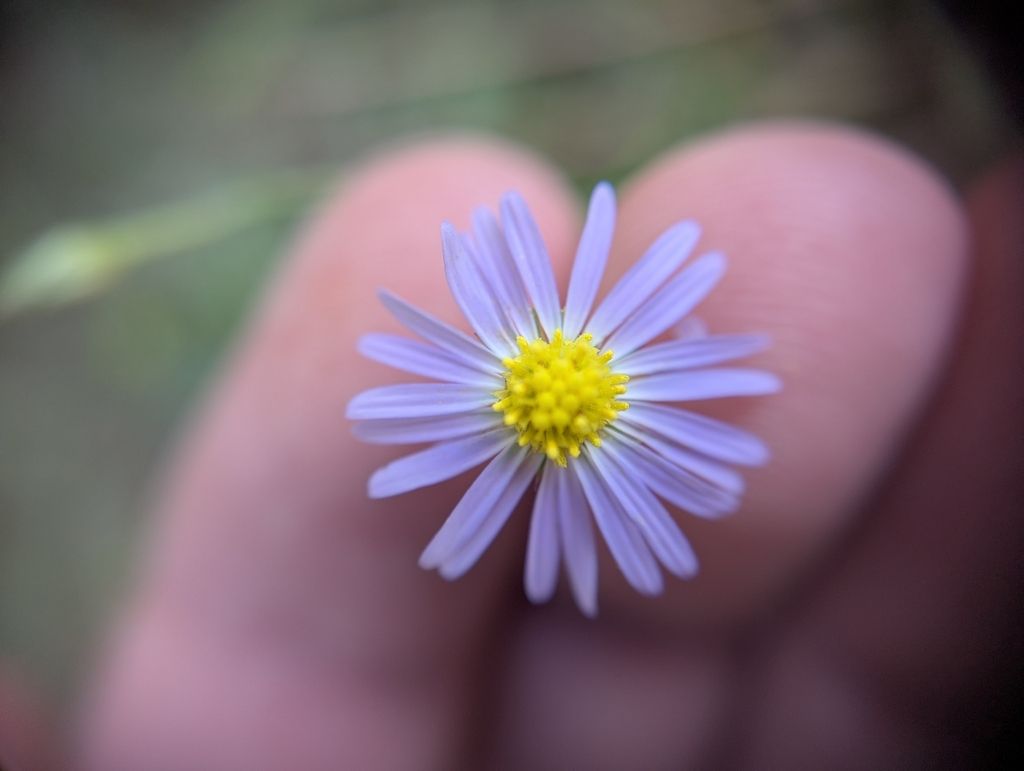 Southern annual saltmarsh aster (Symphyotrichum divaricatum)