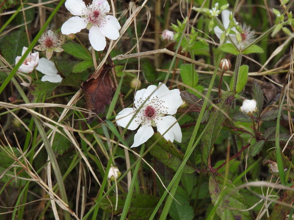 Southern dewberry (Rubus trivialis)