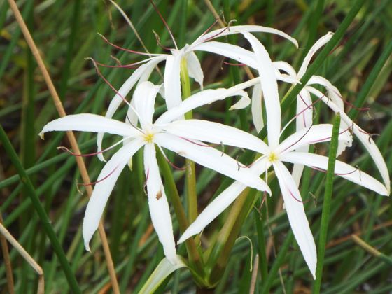 Southern swamp crinum (Crinum americanum)