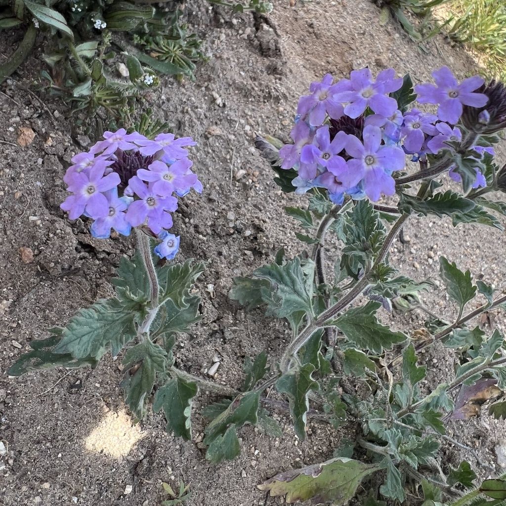 Southwestern mock vervain (Glandularia gooddingii)