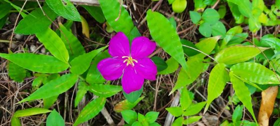 Spanish shawl (Heterotis rotundifolia)