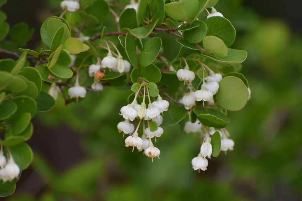 Sparkleberry (Vaccinium arboreum)