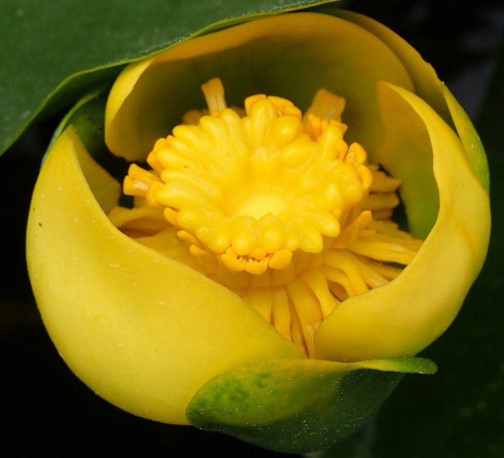 Spatterdock (Nuphar advena)