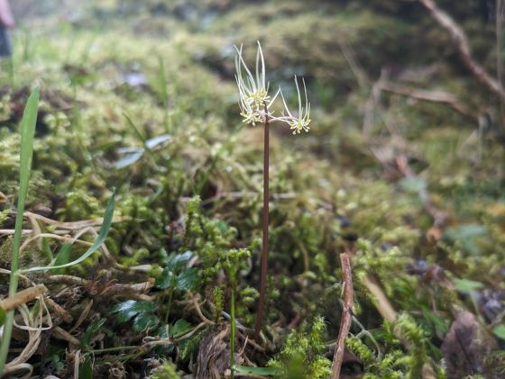 Spleenwortleaf goldthread (Coptis aspleniifolia)