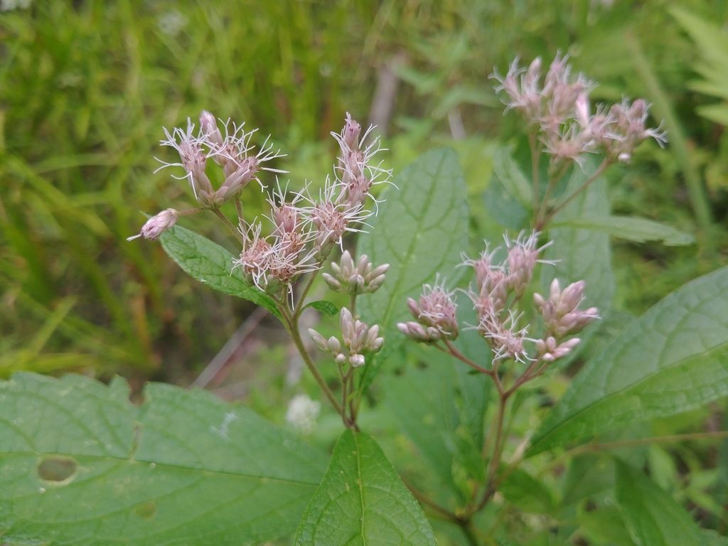 Spotted Joe-Pye weed (Eutrochium maculatum)
