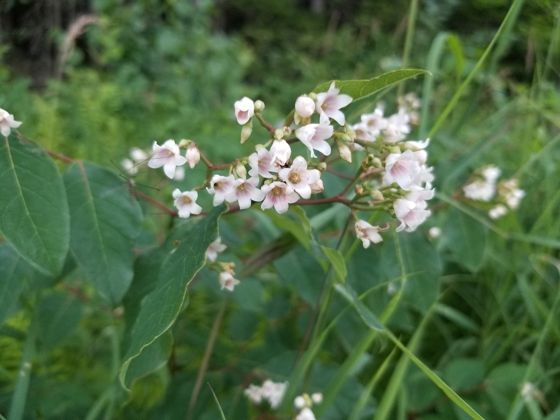 Spreading dogbane (Apocynum androsaemifolium)