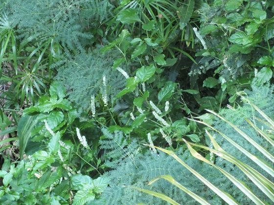 Squirrel's tail (Justicia betonica)