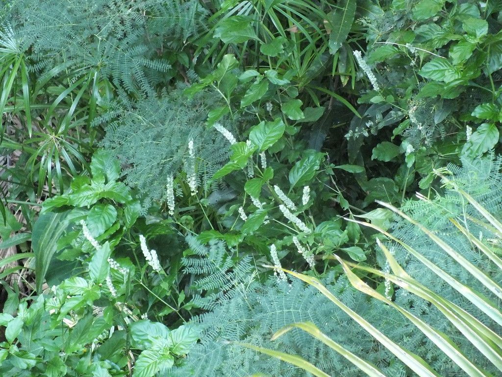 Squirrel's tail (Justicia betonica)