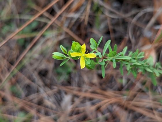 St. Andrew's cross (Hypericum hypericoides)