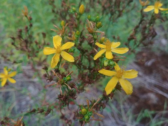 Common St. John's wort (Hypericum perforatum)