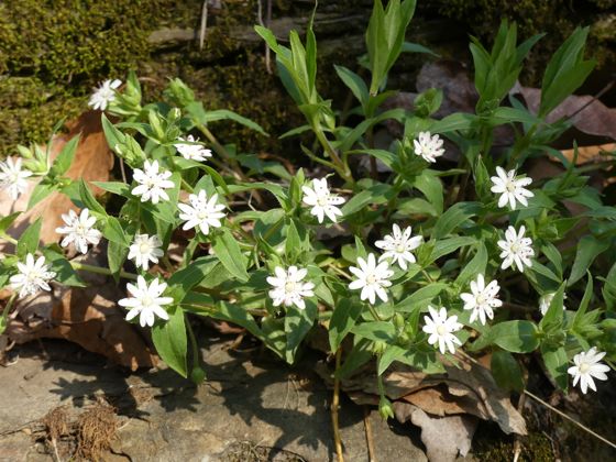 Star chickweed (Stellaria pubera)