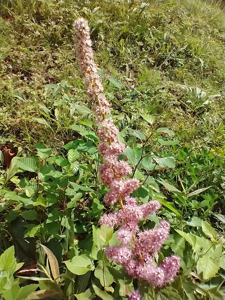 Steeplebush (Spiraea tomentosa)