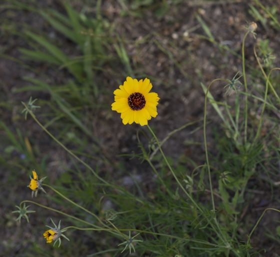 Stiff greenthread (Thelesperma filifolium)
