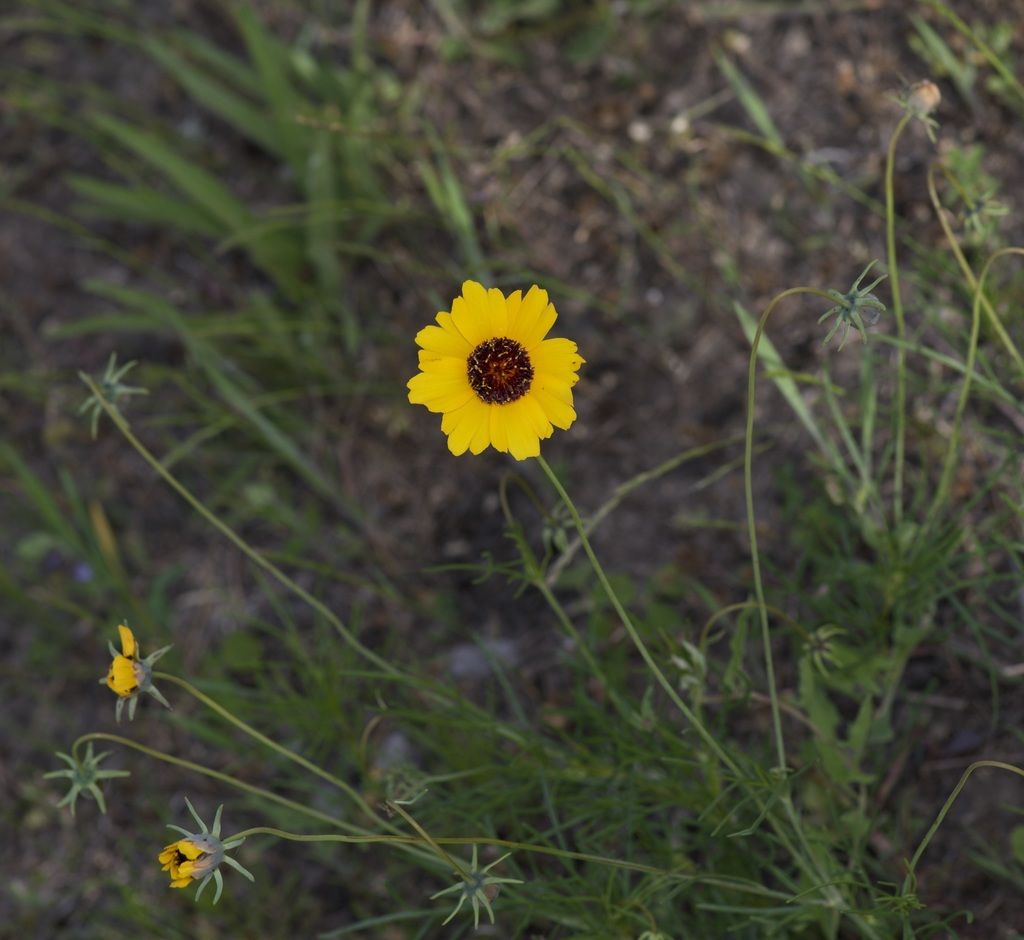 Stiff greenthread (Thelesperma filifolium)