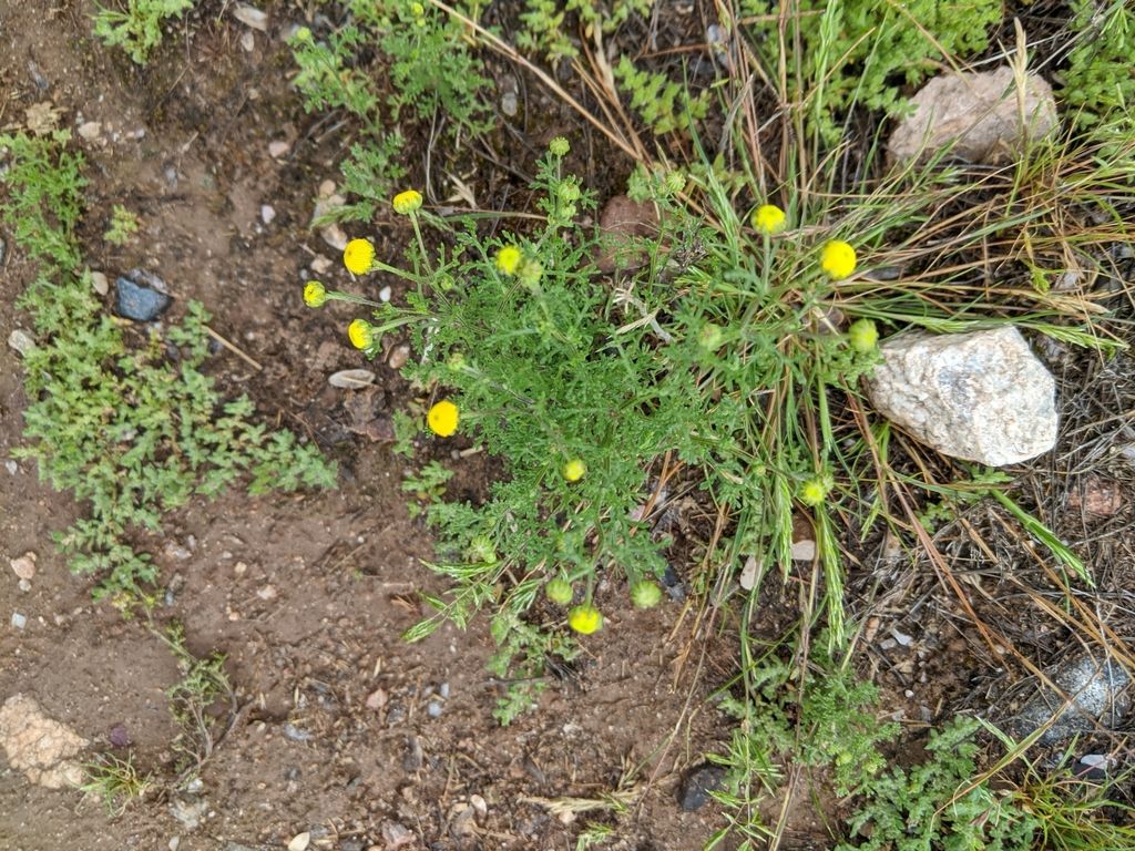 Stinknet (Oncosiphon pilulifer)