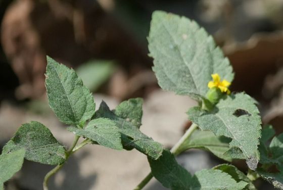 Straggler daisy (Calyptocarpus vialis)