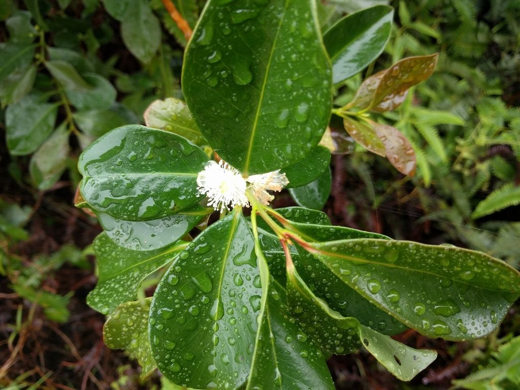 Strawberry-guava (Psidium cattleyanum)