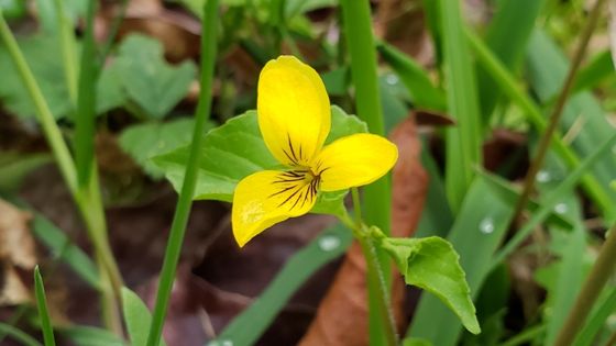Stream violet (Viola glabella)