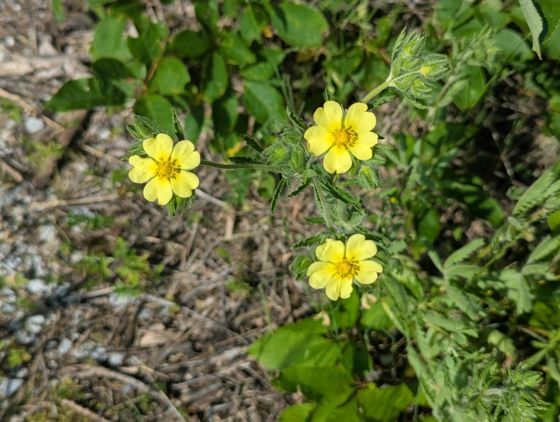 Sulphur cinquefoil (Potentilla recta)