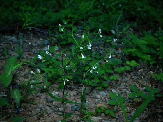 Summer bluet (Houstonia purpurea)