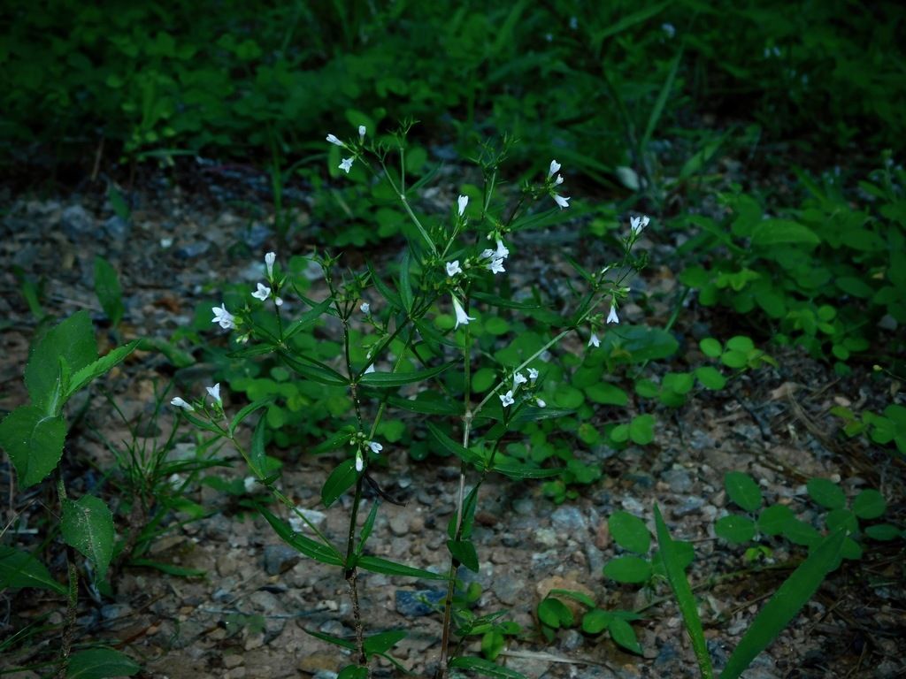 Summer bluet (Houstonia purpurea)