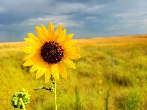 Sunflowers (Helianthus)
