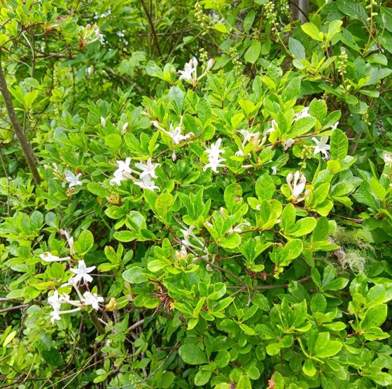 Swamp azalea (Rhododendron viscosum)