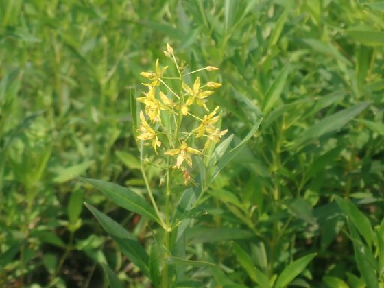 Swamp candles (Lysimachia terrestris)