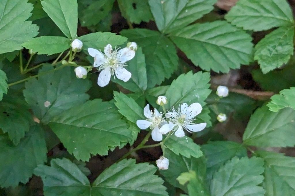 Swamp dewberry (Rubus hispidus)