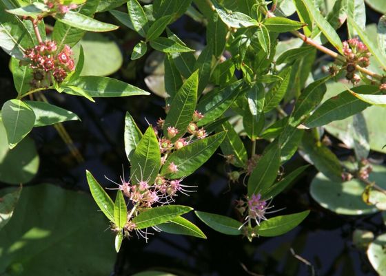 Swamp loosestrife (Decodon verticillatus)