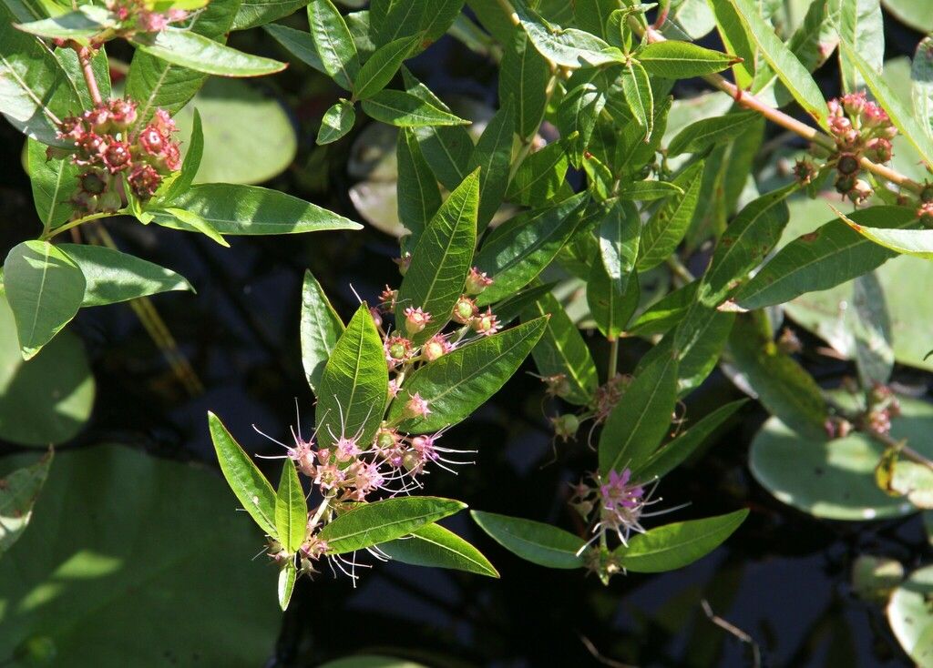 Swamp loosestrife (Decodon verticillatus)