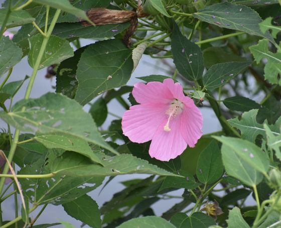 Swamp rose mallow (Hibiscus moscheutos)