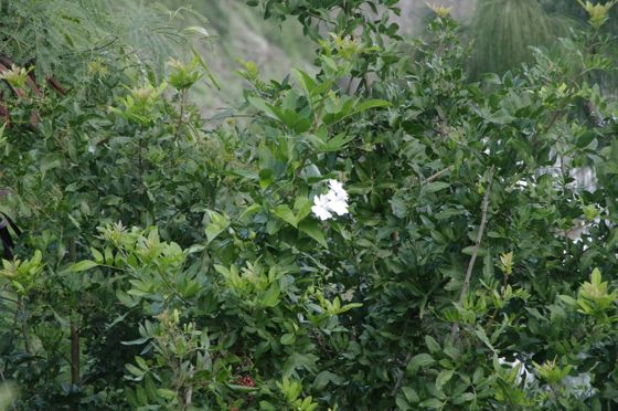 Sweet clockvine (Thunbergia fragrans)