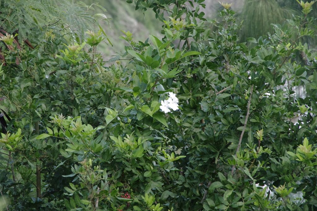 Sweet clockvine (Thunbergia fragrans)