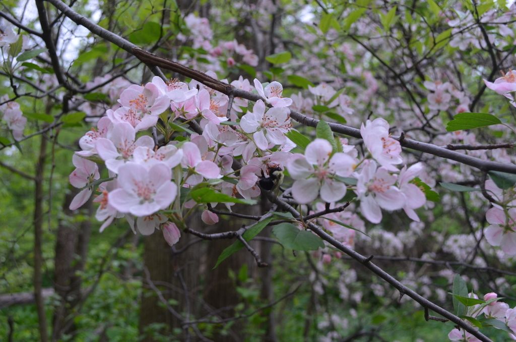 Sweet crabapple (Malus coronaria)