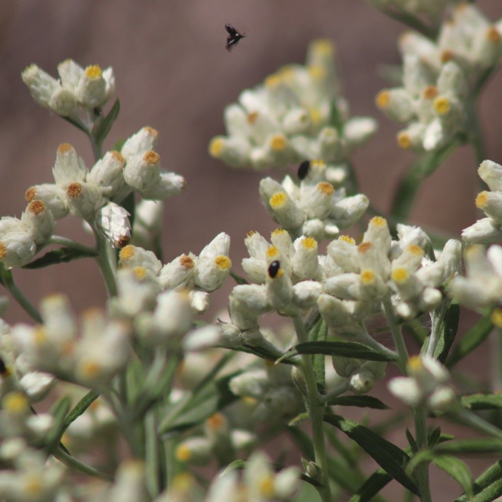 Sweet everlasting (Pseudognaphalium obtusifolium)