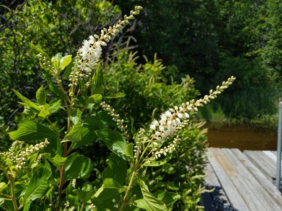 Sweet pepperbush (Clethra alnifolia)