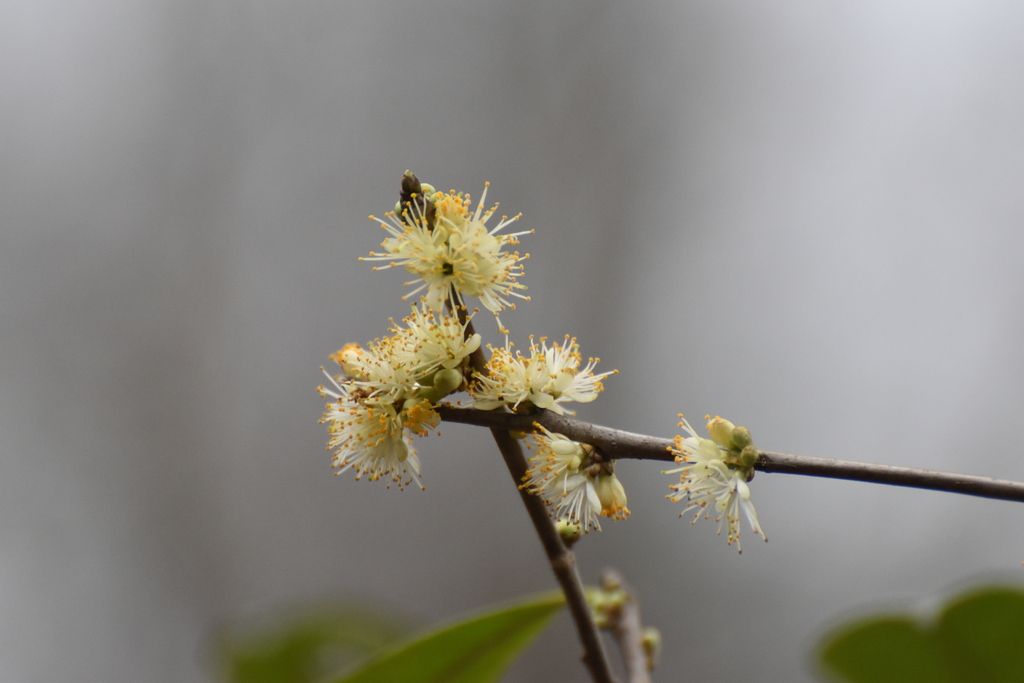 Sweetleaf (Symplocos tinctoria)