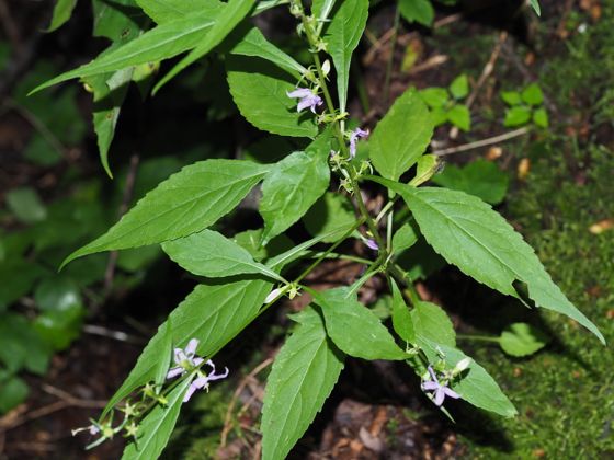 Tall bellflower (Campanulastrum americanum)