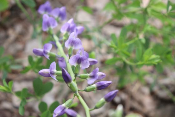 Tall blue wild indigo (Baptisia australis)