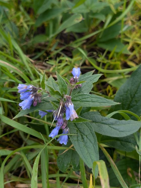 Tall bluebell (Mertensia paniculata)