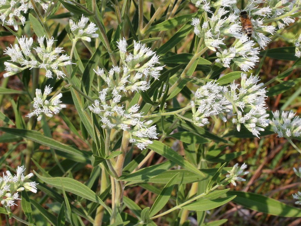 Tall boneset (Eupatorium altissimum)