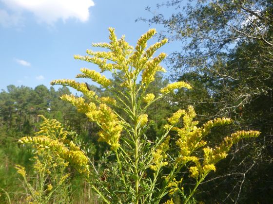 Tall goldenrod (Solidago altissima)
