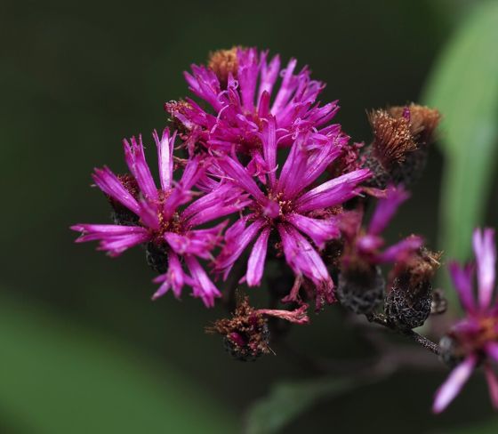 Tall ironweed (Vernonia gigantea)