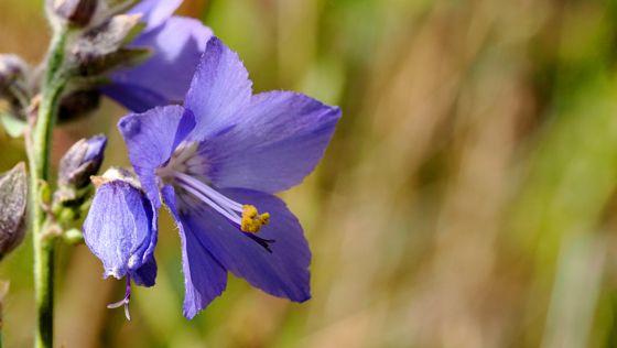 Tall jacob's-ladder (Polemonium acutiflorum)