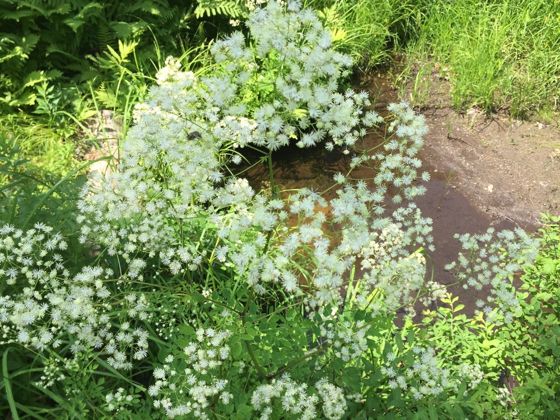 Tall meadow-rue (Thalictrum pubescens)